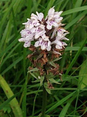 photo of Common Spotted Orchid