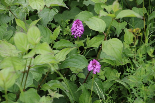 photo of Pyramidal Orchid