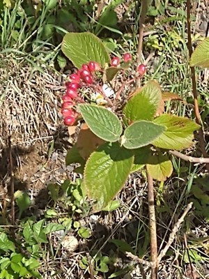 photo of Wayfaring Tree