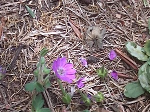 photo of Dove's Foot Crane's Bill