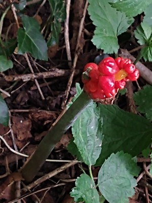 photo of Italian Arum