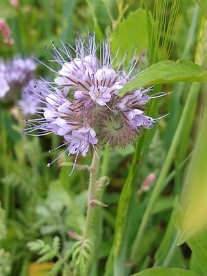 photo of Phacelia