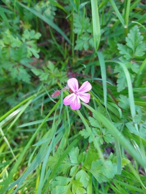 photo of Herb Robert