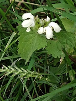 photo of White Dead Nettle