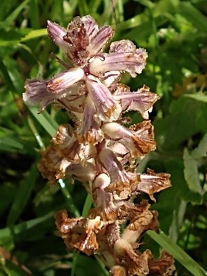 photo of Common Broomrape