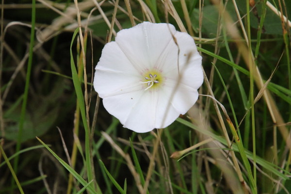 photo of Field Bindweed