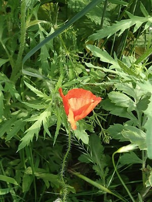 photo of Common Poppy