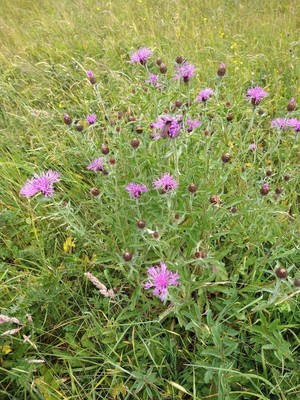 photo of Brown Knapweed