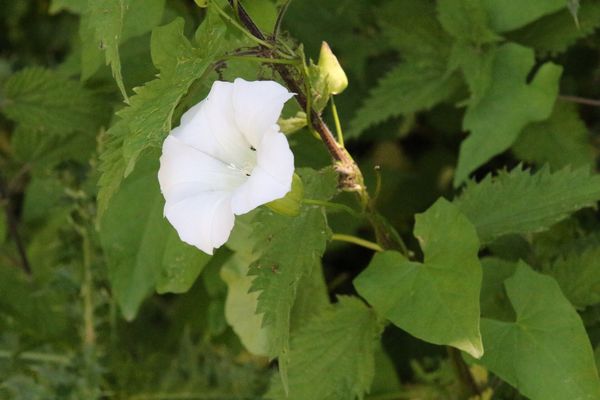 photo of Hedge Bindweed
