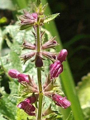 photo of Hedge Woundwort