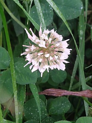 photo of White Clover