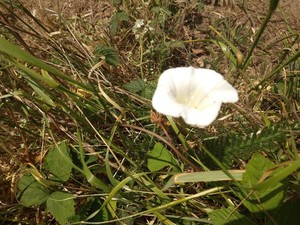 photo of Hedge Bindweed