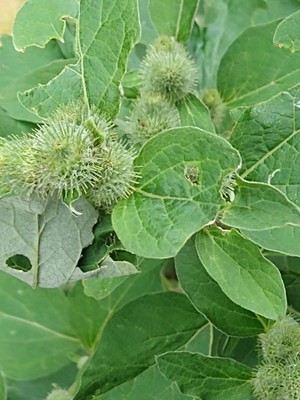 photo of Lesser Burdock