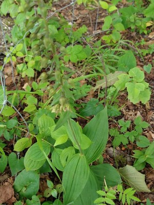 photo of Broad Leaved Helleborine