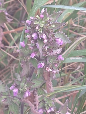 photo of Black Horehound