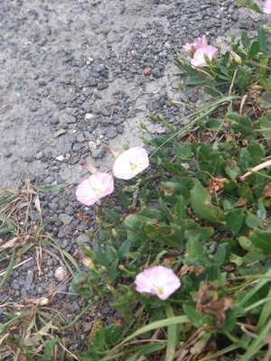 photo of Field Bindweed