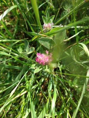 photo of Red Clover