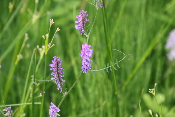 photo of Tufted Vetch