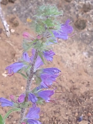 photo of Vipers Bugloss