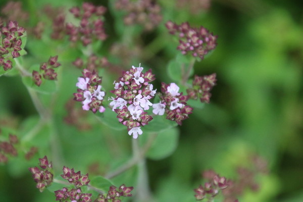 photo of Wild Marjoram