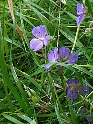 photo of Meadow Crane's Bill