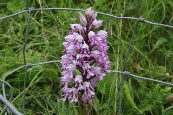 photo of Military Orchid