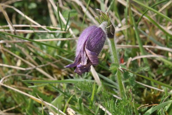 photo of Pasqueflower