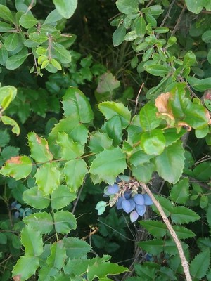 photo of Oregon Grape