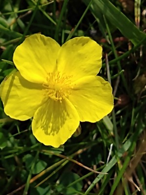 photo of Common Rockrose