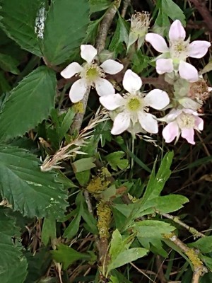 photo of Himalayan Blackberry