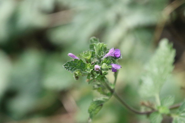 photo of Black Horehound