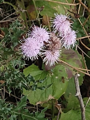 photo of Creeping Thistle