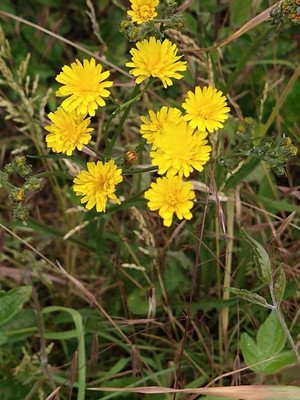 photo of Smooth Hawk's Beard