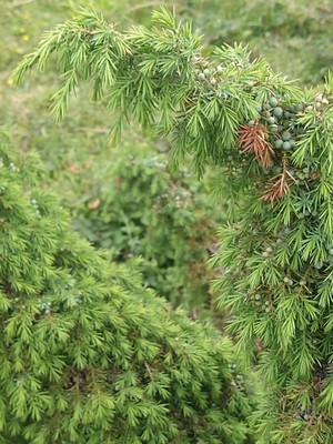 photo of Common Juniper