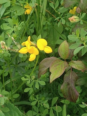 photo of Bird's Foot Trefoil