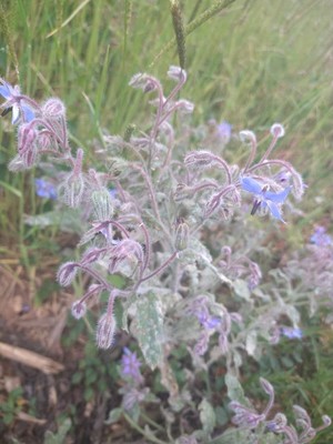 photo of Borage