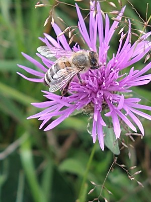 photo of Greater Knapweed