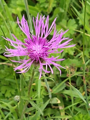 photo of Brown Knapweed