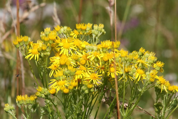 photo of Ragwort