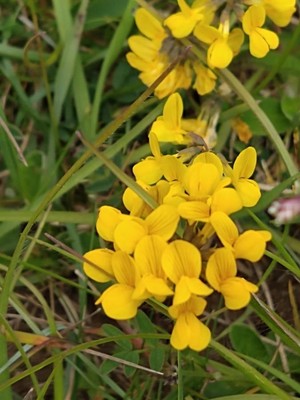 photo of Horseshoe Vetch