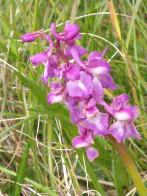 photo of Early Purple Orchid