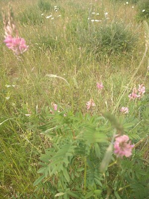 photo of Sainfoin