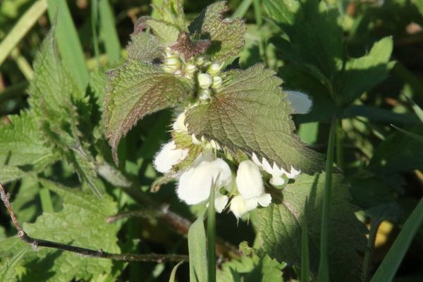 photo of White Dead Nettle