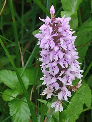photo of Common Spotted Orchid