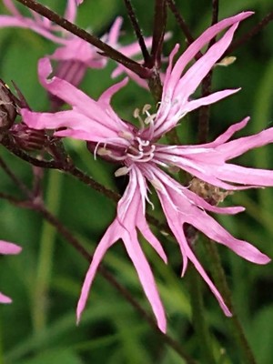 photo of Ragged Robin
