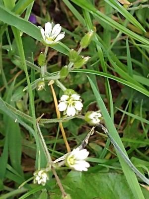 photo of Common Mouse Ear
