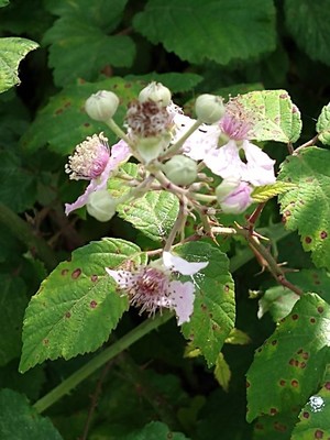 photo of Elm Leaved Bramble