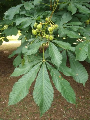 photo of Horse Chestnut