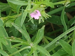 photo of Cut Leaved Crane's Bill
