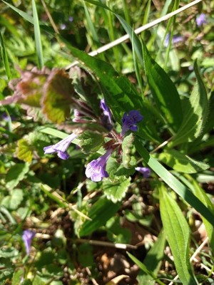 photo of Ground Ivy